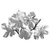 Стикер 18 Lacewoven Oleander