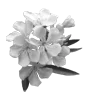 Стикер 56 Lacewoven Oleander