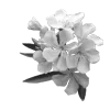 Стикер 54 Lacewoven Oleander