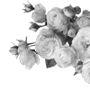 Стикер 3 Lacewoven Oleander