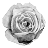 Стикер 27 Rose Garden