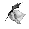 Стикер 48 Rose Garden