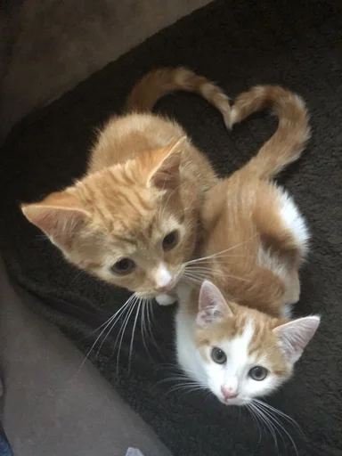 ❤️ Стикер «кошаки» для Telegram