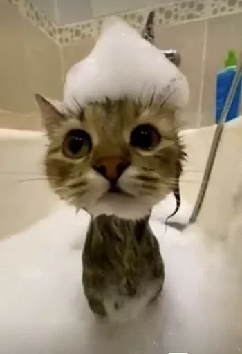 🛀 Стикер «кошаки» для Telegram