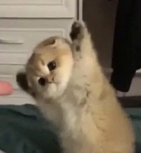 🤚 Стикер «кошаки» для Telegram