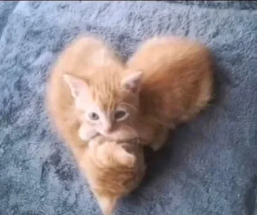 ❤ Стикер «кошаки» для Telegram