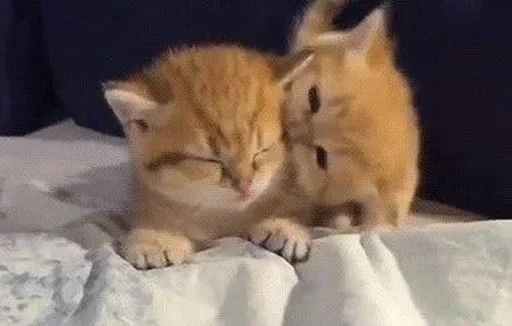 😘 Стикер «кошаки» для Telegram
