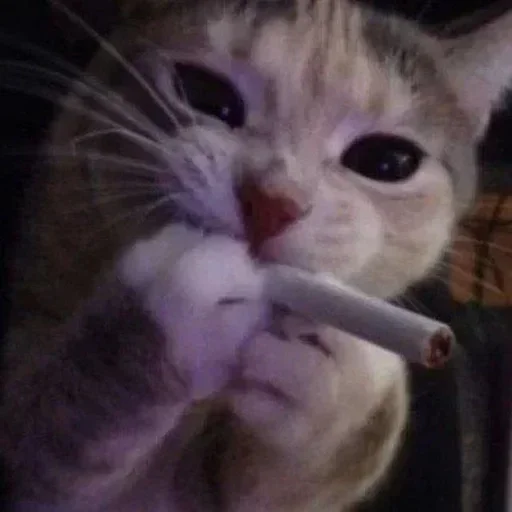 🚬 Стикер «кошаки» для Telegram