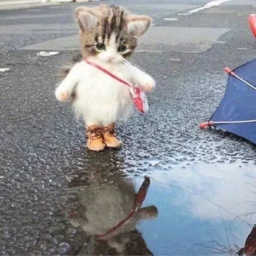 ☔ Стикер «кошаки» для Telegram