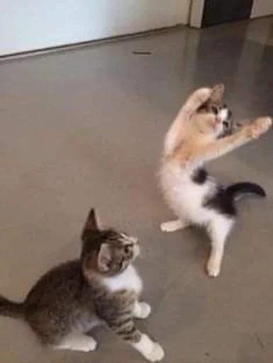 💃 Стикер «кошаки» для Telegram