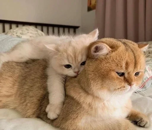 🤗 Стикер «кошаки» для Telegram