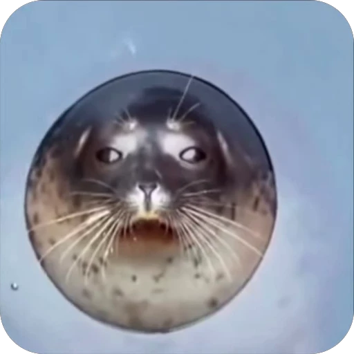 😟 Стикер «семейство тюленевых» для Telegram