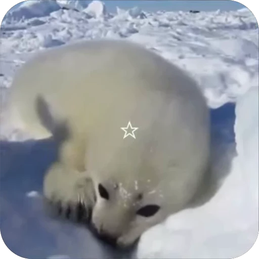 🥰 Стикер «семейство тюленевых» для Telegram