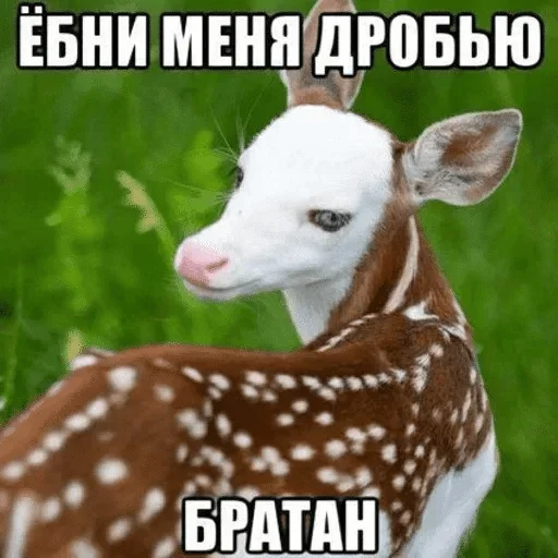 😏 Стикер «nesquik» для Telegram
