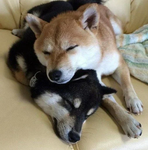 💓 Стикер «Милые Песики» для Telegram