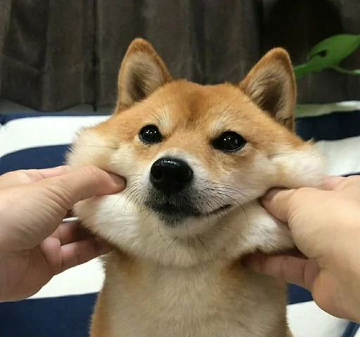 💓 Стикер «Милые Песики» для Telegram