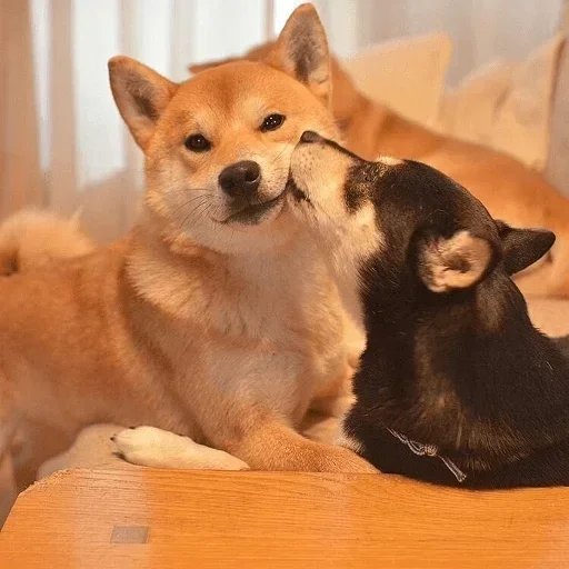 💋 Стикер «Милые Песики» для Telegram
