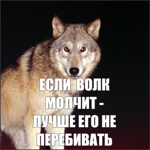 🤫 Стикер «Волчьи мемы» для Telegram