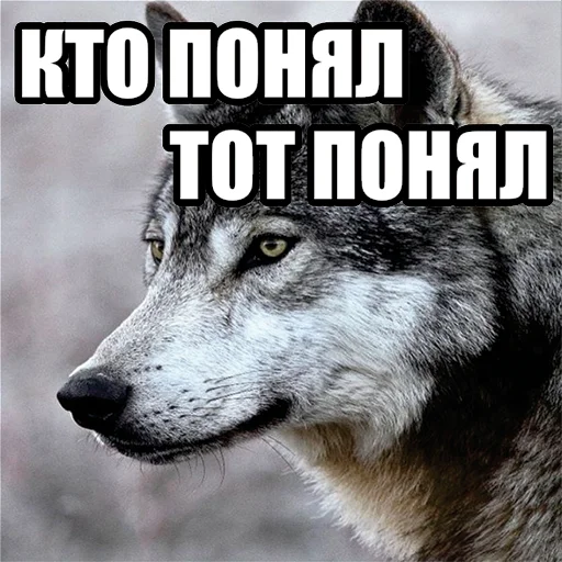 😉 Стикер «Волчьи мемы» для Telegram