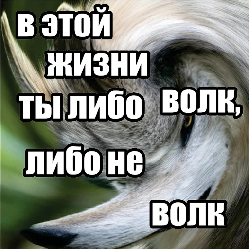 🐺 Стикер «Волчьи мемы» для Telegram