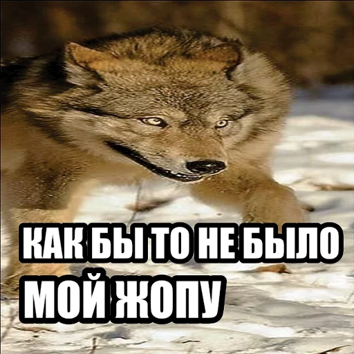 💦 Стикер «Волчьи мемы» для Telegram