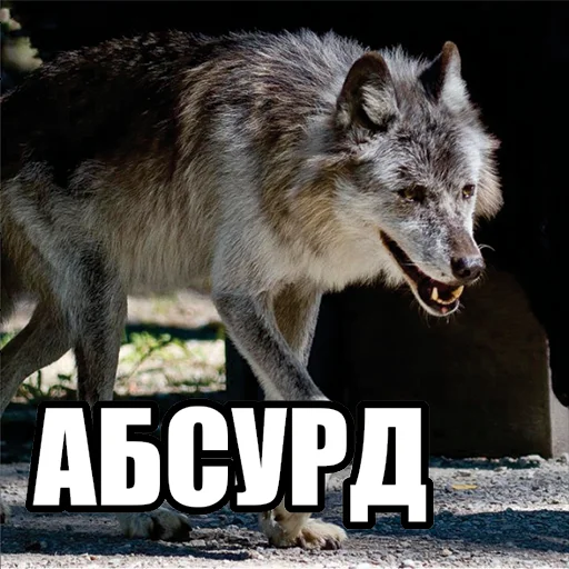 🫤 Стикер «Волчьи мемы» для Telegram