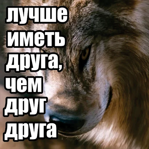 🫡 Стикер «Волчьи мемы» для Telegram