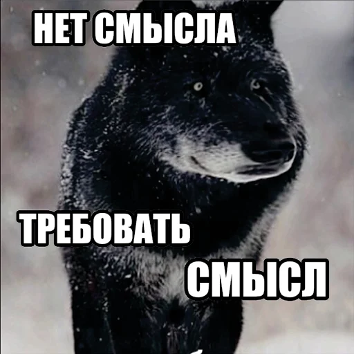 🤡 Стикер «Волчьи мемы» для Telegram