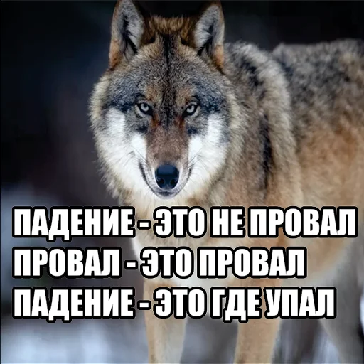 📉 Стикер «Волчьи мемы» для Telegram