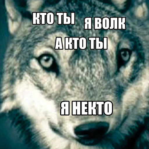 🤷 Стикер «Волчьи мемы» для Telegram