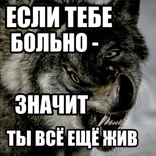 🤕 Стикер «Волчьи мемы» для Telegram