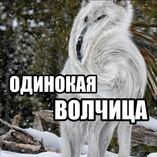 😍 Стикер «Волчьи мемы» для Telegram
