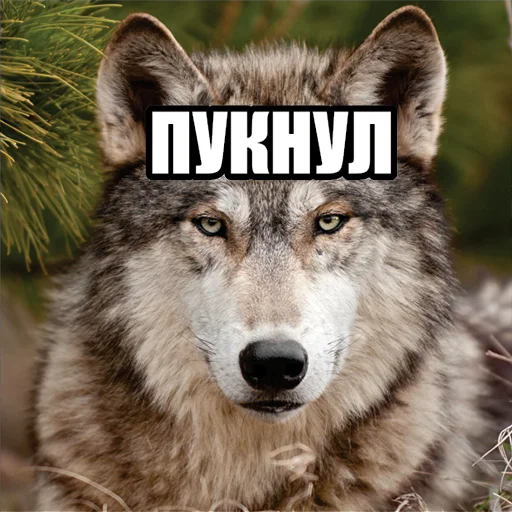 🐺 Стикер «Волчьи мемы» для Telegram