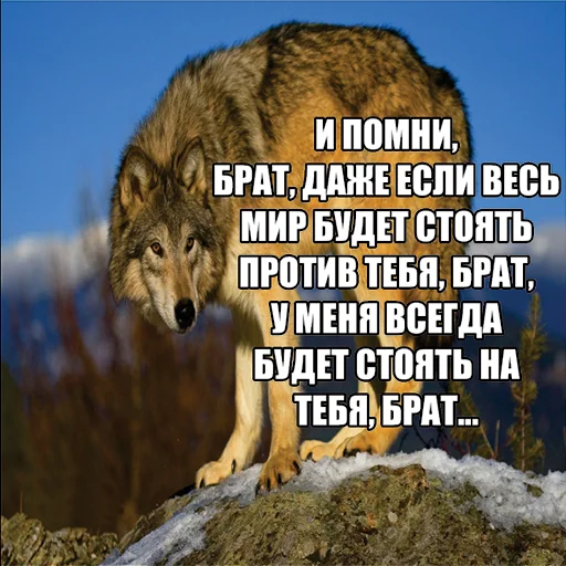🍆 Стикер «Волчьи мемы» для Telegram