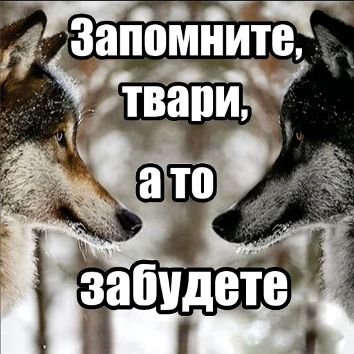 📝 Стикер «Волчьи мемы» для Telegram