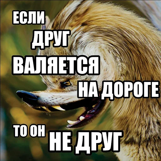 🛣 Стикер «Волчьи мемы» для Telegram