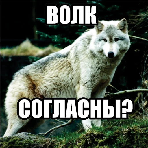 ❔ Стикер «Волчьи мемы» для Telegram