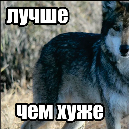 👌 Стикер «Волчьи мемы» для Telegram