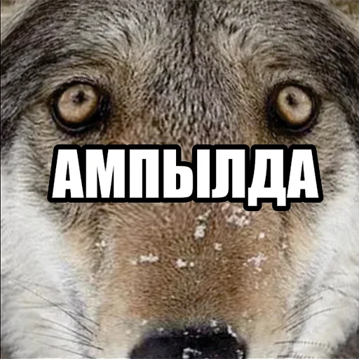 😤 Стикер «Волчьи мемы» для Telegram
