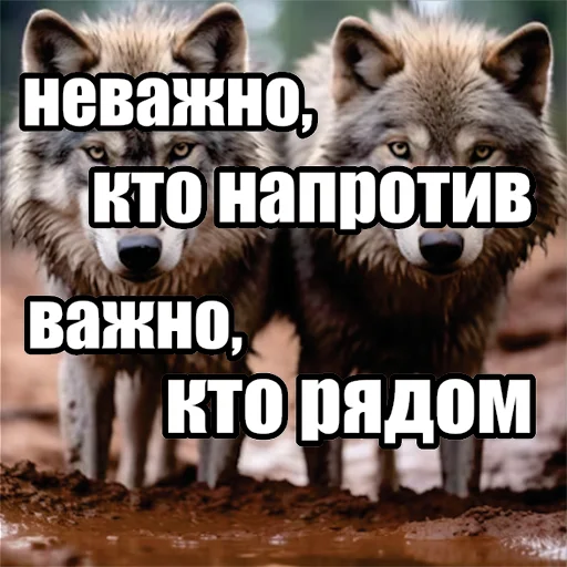 ‼️ Стикер «Волчьи мемы» для Telegram