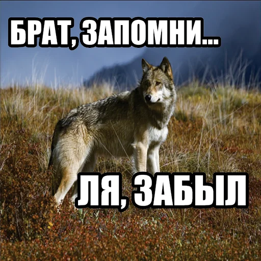 😶‍🌫️ Стикер «Волчьи мемы» для Telegram