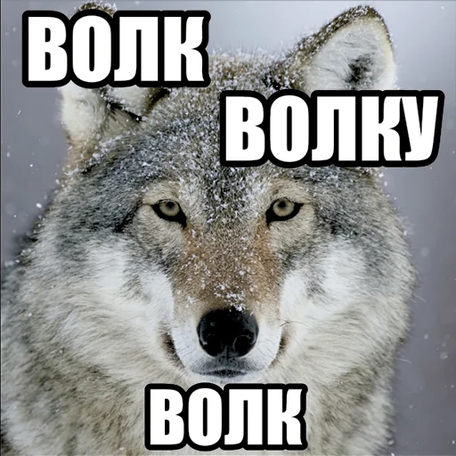🐺 Стикер «Волчьи мемы» для Telegram