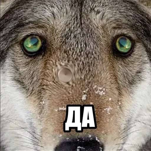 👍 Стикер «Волчьи мемы» для Telegram