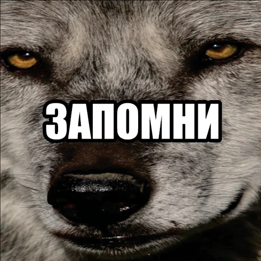 🙄 Стикер «Волчьи мемы» для Telegram