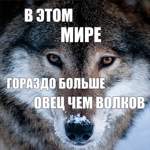 🐑 Стикер «Волчьи мемы» для Telegram