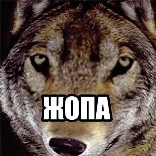🍑 Стикер «Волчьи мемы» для Telegram