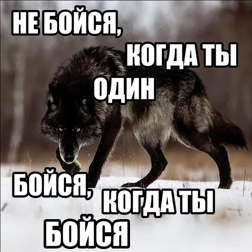 😨 Стикер «Волчьи мемы» для Telegram