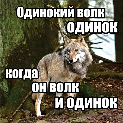 1️⃣ Стикер «Волчьи мемы» для Telegram