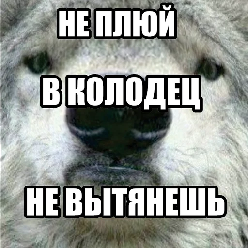 🚱 Стикер «Волчьи мемы» для Telegram