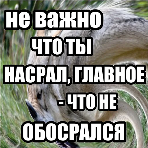 🤪 Стикер «Волчьи мемы» для Telegram